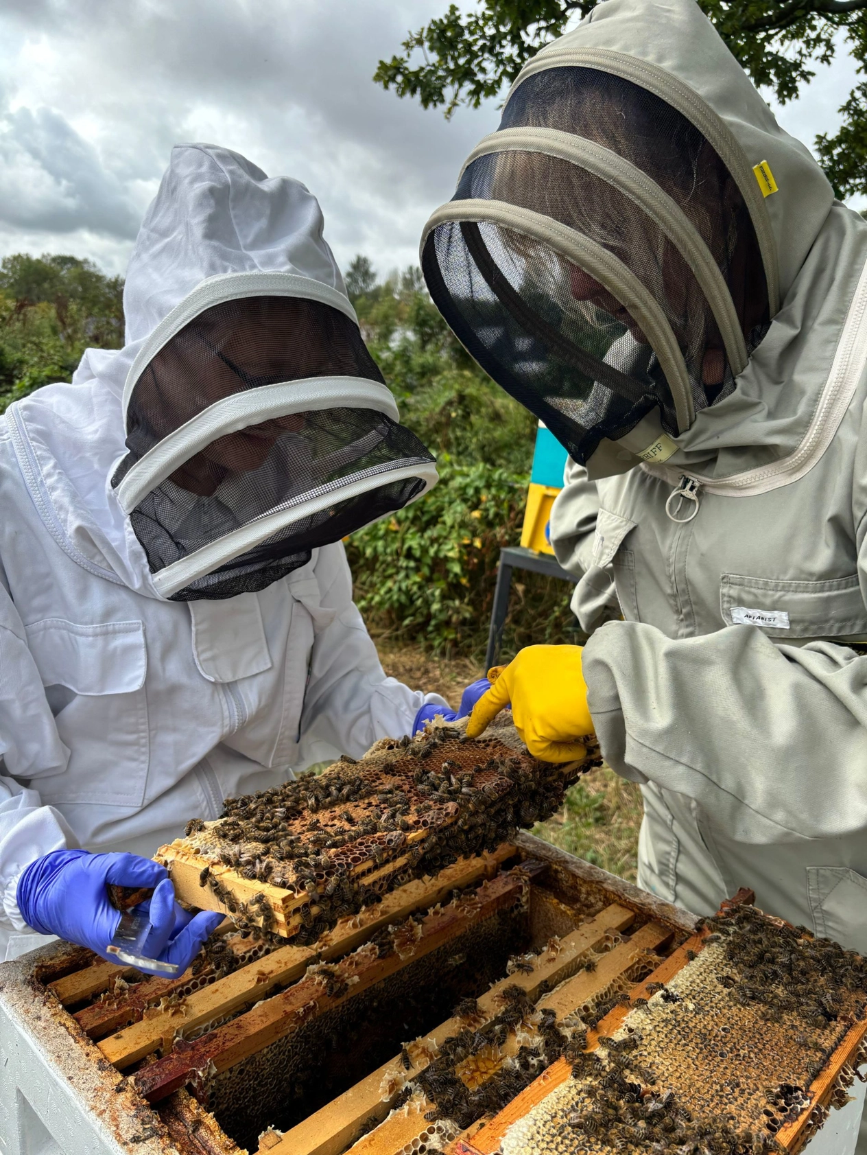 News_Beekeeping_LANDING